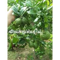 ราคา ต้นมะกรูดหอม ต้นทาบกิ่ง สูง 120-140 ซม. ไม้เลี้ยงเข่ง 15 นิ้ว (40111109482)