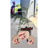 ราคา มะนาวคาเวียร์หรือมะนาวนิ้วมือ(แบบเสียบยอด) (25858486536)