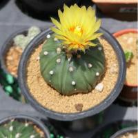 ราคา Astrophytum Nudum fukuryu (1368821892)