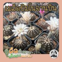 ราคา เมล็ดยิมโนจานบิน (Gymnocalycium Ragonesei)100 เมล็ดเมล็ดแคคตัส❤️-กระบองเพชร (22575851632)