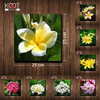 ราคา กรอบลอย ติดผนัง ภาพดอกไม้ ดอกลีลาวดี (ขนาด 25x25 ซม.) (4319259623)