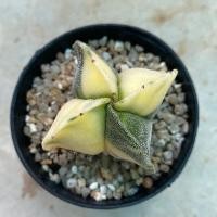 ราคา Astrophytum Myriostigma Variegated ไมริโอด่างกระจายทุกพู (7437512371)