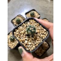 ราคา กระบองเพชร แคสตัสตระกูล ช้าง Coryphantha elephantidens (7948784342)