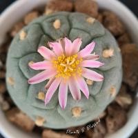 ราคา LF37 Lophophora Fricii IBO โลโฟโฟรา ฟริซิไอ IBO(ไม้เมล็ด) ต้นกลมสวย ขนฟู เต้าสวย ผิวเคลือบแวกซ์สวยมากๆ (19104760937)