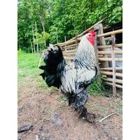ราคา ไข่เชื้อ ไข่ไก่ สายพันธุ์ไก่บาร์ม่า สายพันธุ์แท้ (คละสี) (28451680537)