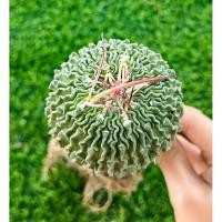 ราคา พร้อมส่งแคคตัสคลื่นสมองไร้หนามหรือต้นสเปิร์มแคคตัส ลายชัดสวย ต้นใหญ่แม่พันธุ์บนไม้กราฟ Echinofossulocactus f. inermis (42908478215)