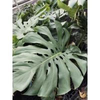 ราคา มอนสเตอร่าไจแอนท์ Monstera Giant  มอนสเตอร่า เดลิซิโอซ่า Monstera Deliciosa (40328032303)