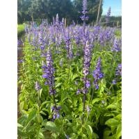 ราคา บลูซัลเวีย (Blue Salvia) ไม้ดอกประดับสวน (46254756562)