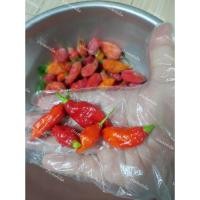 ราคา พริกแคโรไลน่า พริกปีศาจ พริกเผ็ดมากCarolina reaper pepper แท้ 1000% (25239613043)