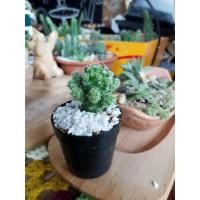 ราคา ต้นกระบองเพชร,แคคตัส Mammillaria gracilis Cactus แมมฯ ตุ๊กตาญี่ปุ่น (5447494977)