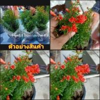 ราคา (3กระถาง)(vาย ต้นพันธุ์) ต้น ต้นทับทิมแคระมงคล ต้นทับทิม แคระ มงคล ทับทิม fadel (11886447926)