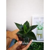 ราคา ต้นลิ้นมังกรดำ​ สีพิเศษ​และหายาก ไม้ฟอกอากาศ (9766139876)