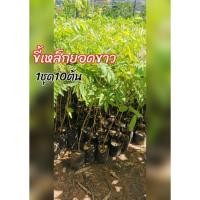ราคา ขี้เหล็กยอดขาว ขนาดต้น40 ซม.ต้นพร้อมปลูก (23203047188)