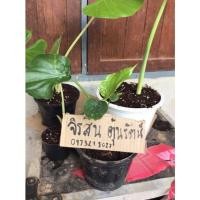 ราคา กวักด่าง กวักป่าด่าง กวักใบโพธิ์ (12935007274)