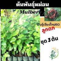 ราคา ต้นพันธุ์หม่อนลูกดก ชุด 3ต้น มัลเบอรี่ พันธุ์เชียงใหม่60 ต้นหม่อน มัลเบอรี่ กิ่งหม่อน Mulberry จัดสวน สมุนไพร ต้นไม้ ใบห (11544622223)