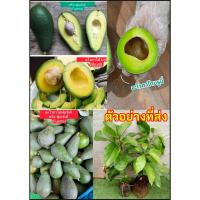 ราคา (2ต้น) อโวคาโด้ อะโวคาโด บรูนี่ Bruni ฟอร์เต้ หรือ ฟูเอร์เต้ Avocado Fuerte ทาบกิ่ง เสียบยอด / ahpaynup (41915525597)