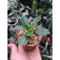 ราคา Dorstenia Hoowoodii มะพร้าวทะเลทราย ไม้อวบน้ำ แคคตัส cactus "ดอร์ททีเนีย" (Dorstenia) มะพร้าวย่อส่วน ไม้เลี้ยงง่าย (9701832006)