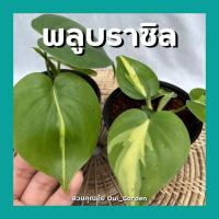 ราคา พลูบราซิล พลูด่างบราซิล พร้อมกระถาง3นิ้ว (13348297945)