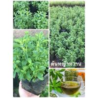 ราคา ต้นหญ้าหวาน ราคาเพียงต้นละ 39 บาท (42004723135)
