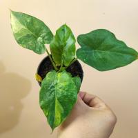 ราคา บอนหูช้างด่างเหลือง ด่างชัด Alocasia gageana aurea variegated บอนหูช้าง (24965014280)