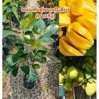 ราคา ต้นขนุนพันธุ์ทวาย ออกผลตลอดปี ต้นทาบกิ่ง สูง 60-80 cm. (43410988575)