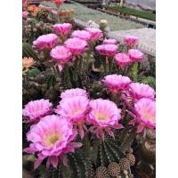 ราคา หน่อเด็ดสดอิชินอปแองเจิ้ล Echinopsis Angle (20501249698)