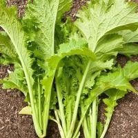 ราคา 500 เมล็ด ผักกาดเขียว ผักกาดหิ่น ผักกาดเขียวปลี ผักกาดสร้อย Leaf mustard Seeds สายพันธุ์ ผักกาดสร้อย (26992799029)