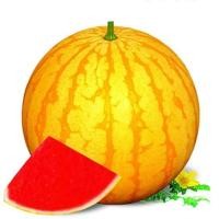 ราคา 10 เมล็ด แตงโม แตงโมไร้เมล็ด เมล็ดผลไม้ Watermelon Seeds สายพันธุ์ Yellow Skin (55459080263)