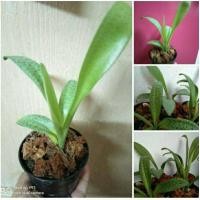 ราคา ว่านรวยไม่เลิก ต้นรวยไม่เลิก(1ต้นกระถาง 3 นิ้ว)(แถมฟรี!!เศรษฐีเรือนนอก 1ต้น)ว่านมงคลเสริมโชคลาภ ไม้ประดับ ไม้มงคล (15998201374)