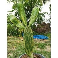 ราคา H8 -​ เสมาด่าง 1 ต้น ตรงปก # Cactus แคคตัส กระบองเพชร ไม้อวบน้ำ ไม้กราฟ ราคาถูก เสมา โอพันเทียด่าง โอพันเทีย opantia (9981699896)