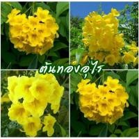 ราคา เมล็ดทองอุไร 150 เมล็ด (8612694029)