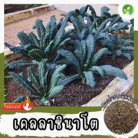 ราคา เมล็ดพันธุ์ คะน้าเคล ลาชินาโต 400 เมล็ด Lacinato Kale Seed เมล็ดพันธุ์แท้100% นำเข้าจากต่างประเทศ ปลูกผัก ถูกดี พร้อมส่ง (29231483845)