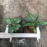 ราคา ต้นมะพร้าวทะเลทราย lavlani hybrid มะพร้าวทะเลทราย ดอร์ส มะพร้าว ดอสทีเนีย Dorstenia กระบองเพชร ใบด่าง ฮอวูด Horwoodii (15887422338)
