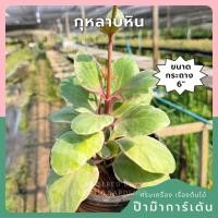 ราคา กุหลาบหิน 6 นิ้ว - Echeveria / Succulent (49105624000)