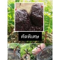 ราคา เมล็ดพันธุ์มะขาม สำหรับทำบอนไซ คัดพิเศษ (11735203883)