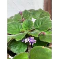 ราคา แอฟริกันไวโอเลต African violet ส่งต้นตามภาพ กระถาง 3-4 นิ้ว อ่านก่อนสั่งนะคะ ทักแชทดูต้นก่อนได้ค่ะ (5750759252)