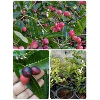ราคา ต้นมะม่วงหาวมะนาวโห่ (6091733566)