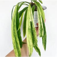 ราคา (ส่งฟรีไม่ใช้โค้ด)หน้าวัวใบเนคไทด่าง Anthurium Vittarifolium Variegated - หน้าวัวด่าง เนคไทด่าง (14748418038)
