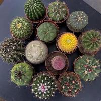 ราคา 6 เมล็ด แคคตัสราคาถูก Random Cactus Seeds Cactus Plant Seeds Flower Seeds เมล็ดพันธุ์ โอพันเทีย โอพันเทีย เมล็ดบอนสี (41330698167)