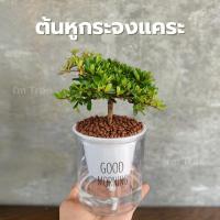 ราคา ต้นหูกระจงแคระ พร้อมกระถางรดน้ำอัตโนมัติ แถมหินฟรี (22678372786)