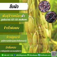 ราคา เมล็ดพันธุ์ข้าว ข้าวเหนียวดำ ข้าวก่ำ ลืมผัว พันธุ์แท้ เพชรบูรณ์ ข้าวนาปี ไวแสง นุ่ม 20 กก. คูลเกษตร KR30 (48110496057)