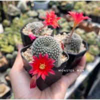 ราคา รีบูเทีย ดอกสีแดง Rebutia carnival แคคตัส กระบองเพชร (21780076985)
