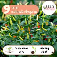 ราคา เมล็ดพริกขี้หนูสวน 9 บาท 70 เมล็ด (27921225131)