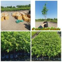 ราคา (เซต100ต้น) ต้น ไทรเกาหลี ต้นไทรเกาหลี ต้น ไทร เกาหลี พลอย (7876693245)