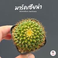 ราคา แมมมาร์คเซียน่า Mammillaria Marksiana แคคตัส กระบองเพชร cactus&succulent (48409469905)