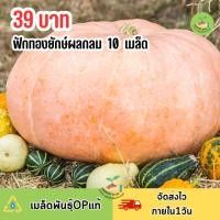 ราคา เมล็ดพันธุ์ฟักทองยักษ์ผลกลม 10 เมล็ด (43175822084)