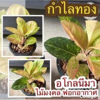 ราคา ต้นกำไลทอง อโกลนีมา ไม้มงคล ไม้ฟอกอากาศ ส่งพร้อมกระถาง 7.5” (18429652485)