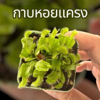 ราคา กาบหอยแครง พืชกินแมลง เลี้ยงง่าย เหมาะกับมือใหม่ (52101053978)