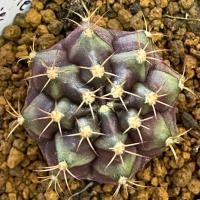 ราคา ❤️❤️มีส่งด่วน❤️❤️ยิมโน โคลน Chocolate Brownie/Cactus /Gymno/Gymnocalycium/แคคตัส/ยิมโนด่าง/ไม้ชำหน่อ​ (44556143102)
