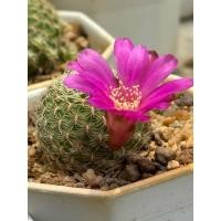 ราคา รีบูเทียดอกชมพูบานเย็น ลายหนามสวยมาก Rebutia steinmannii (41350851713)